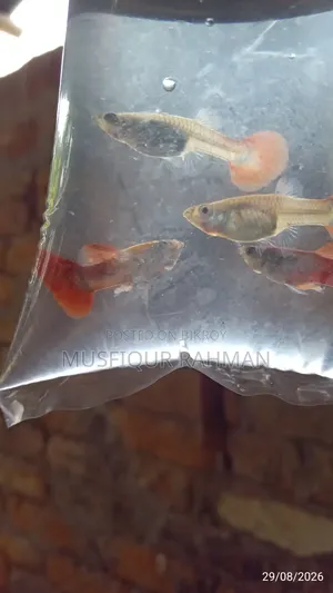 রেড রোজ গাপ্পি