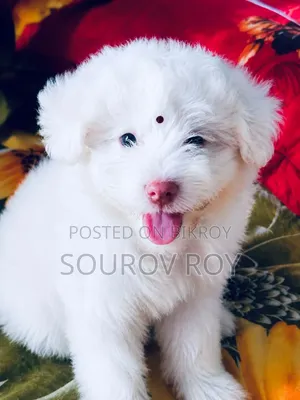 1-3 months Male Purebred Lhasa Apso