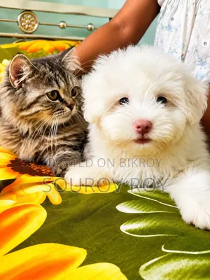 1-3 months Male Purebred Lhasa Apso