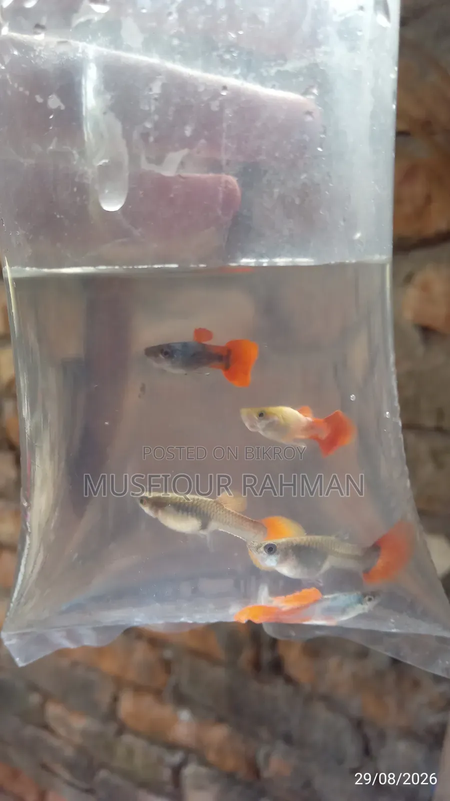 কান ছাড়া আর টি পি