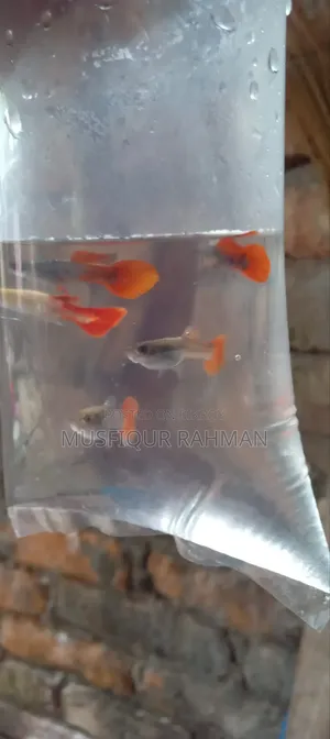 কান ছাড়া আর টি পি