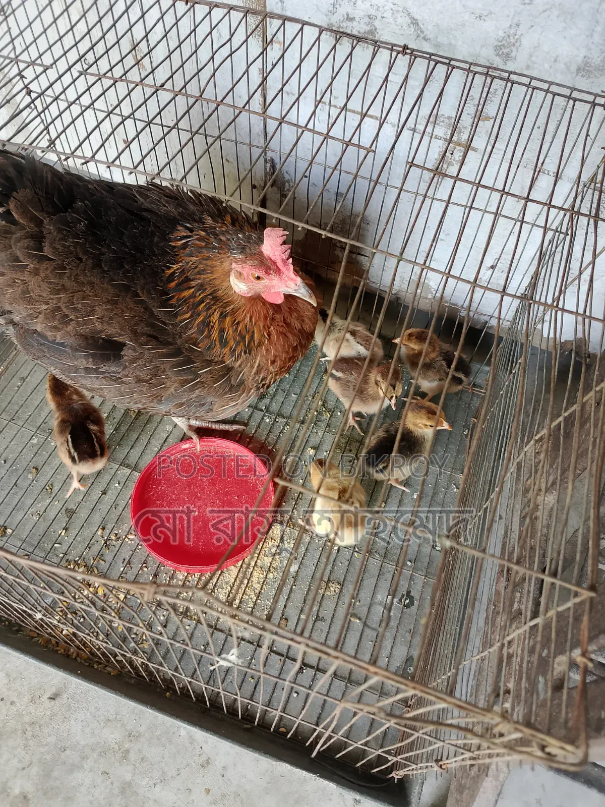 Deshi Chicken Chicks