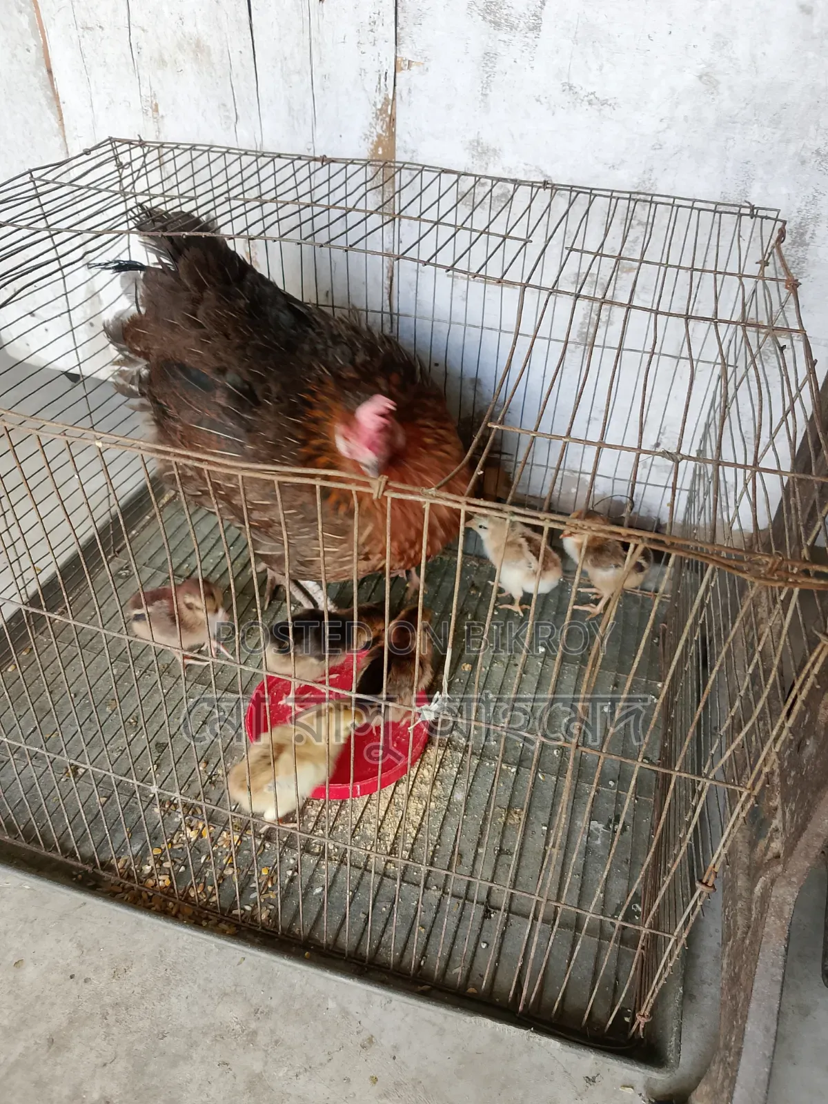 Deshi Chicken Chicks