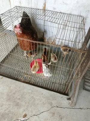 Deshi Chicken Chicks
