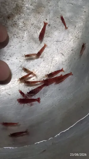 লাল চিংড়ি
