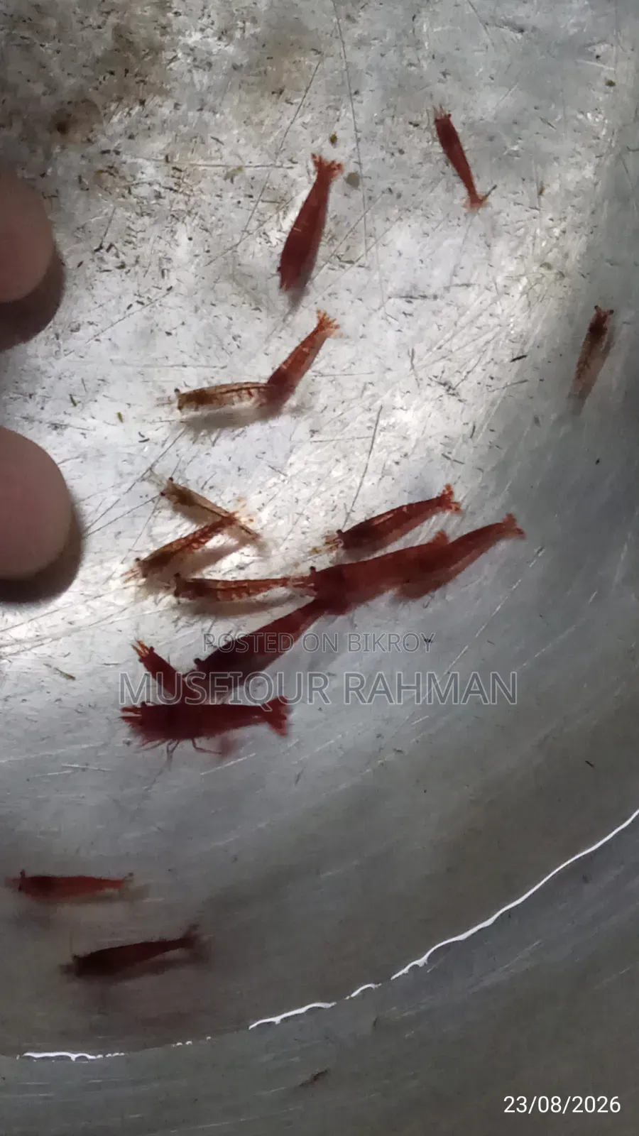 লাল চিংড়ি