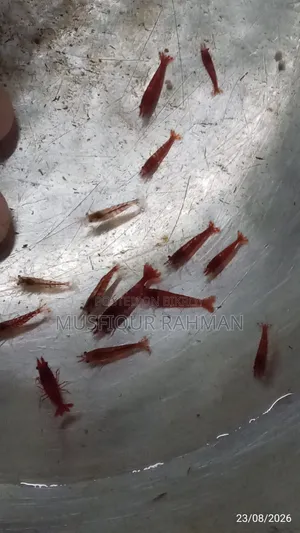 লাল চিংড়ি
