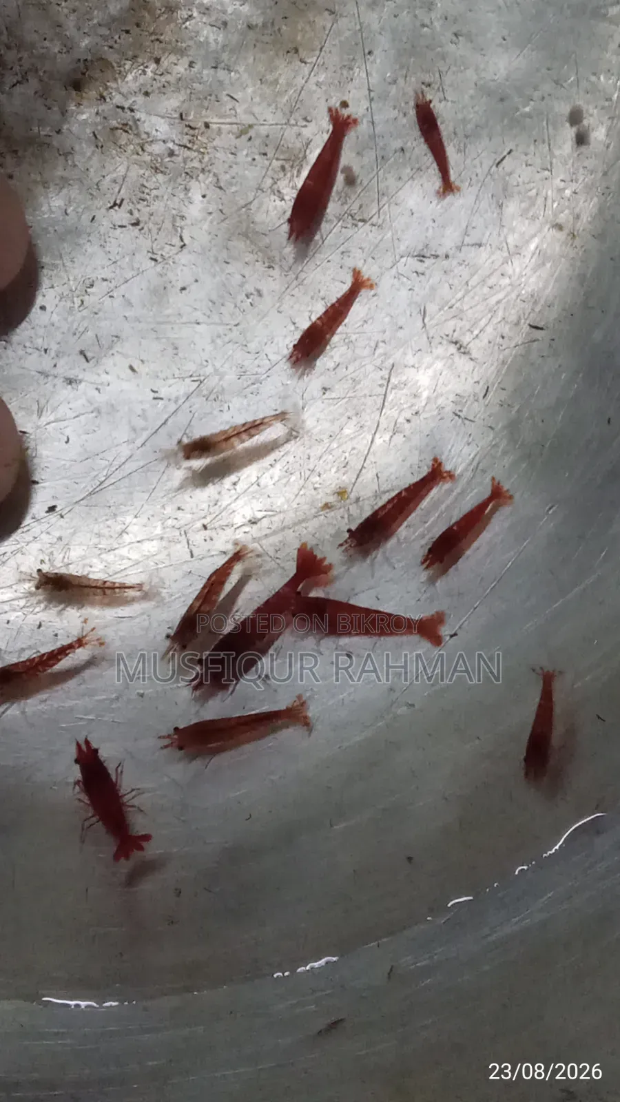 লাল চিংড়ি