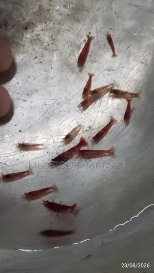 লাল চিংড়ি
