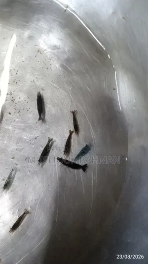 কালো চিংড়ি