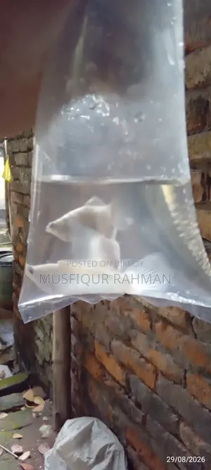 হোয়াইট মলি