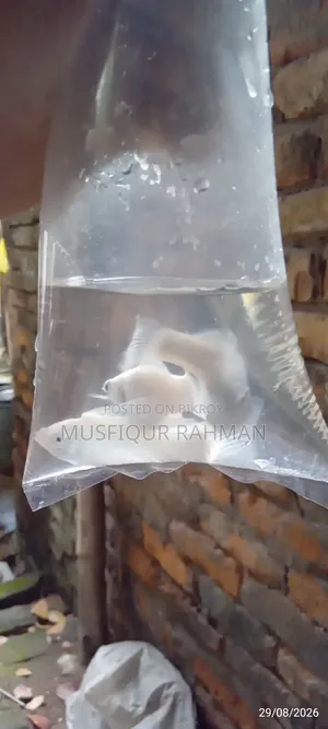 হোয়াইট মলি