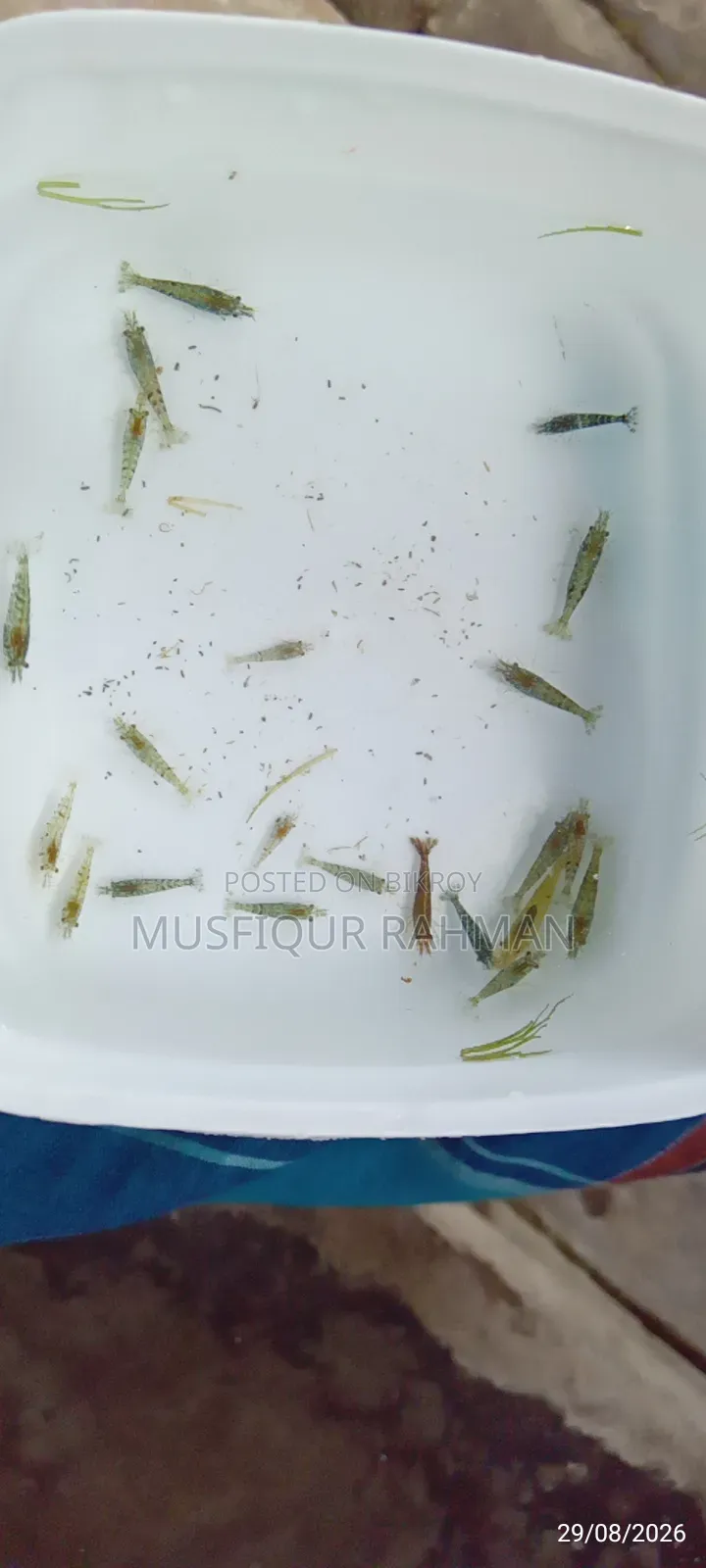 হাই কোয়ালিটির মিক্স চিংড়ি
