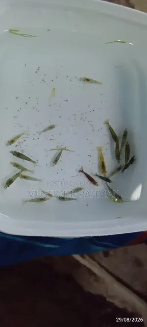 হাই কোয়ালিটির মিক্স চিংড়ি