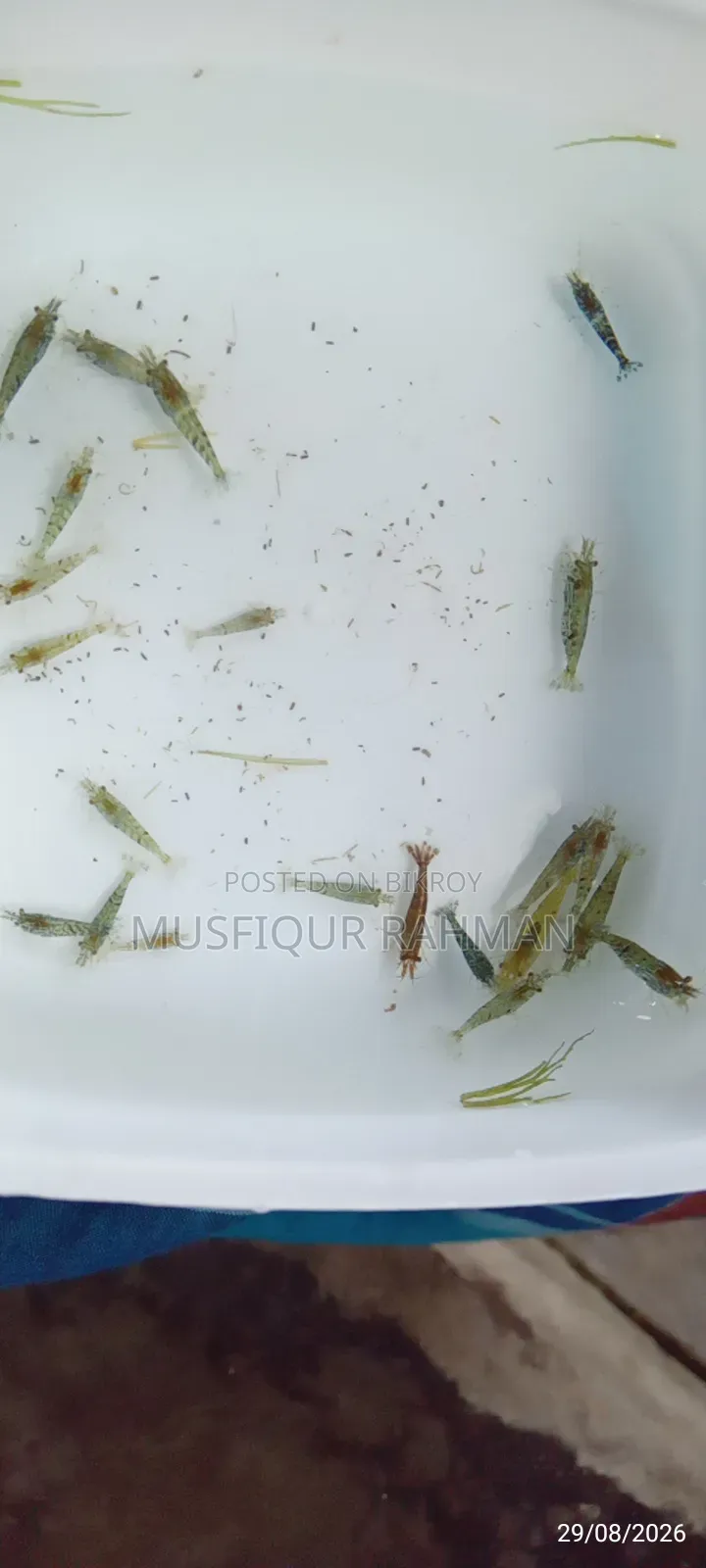 হাই কোয়ালিটির মিক্স চিংড়ি