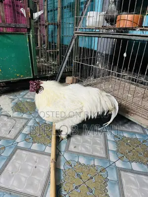 Silky Murgi Chicken