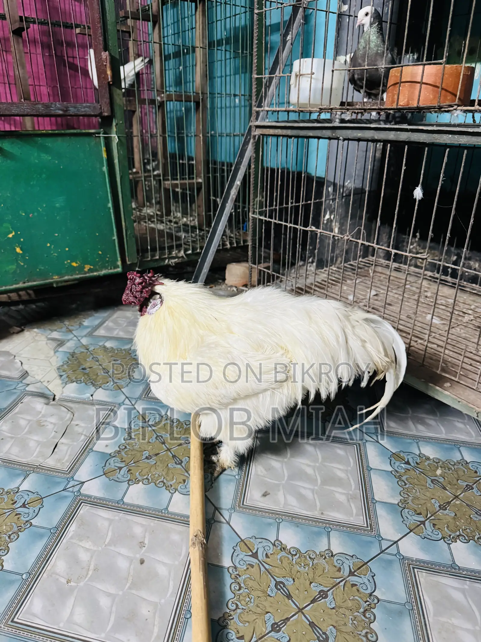 Silky Murgi Chicken