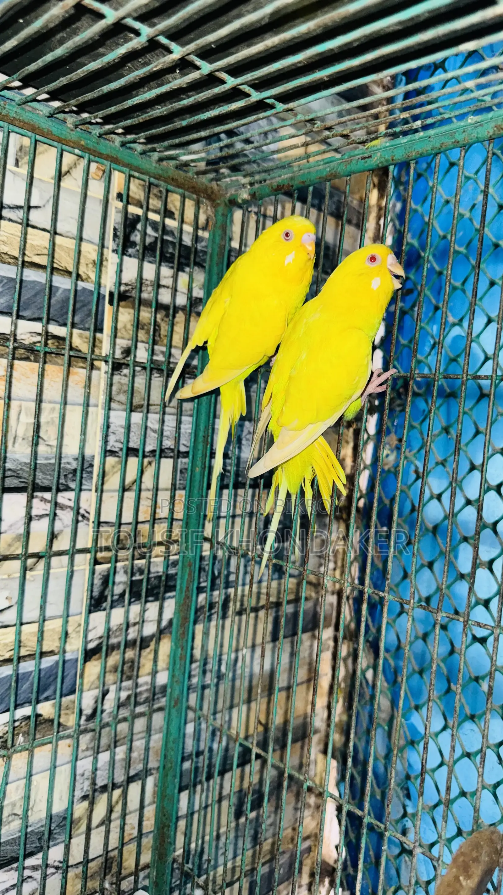 Lutino Mastar Pair