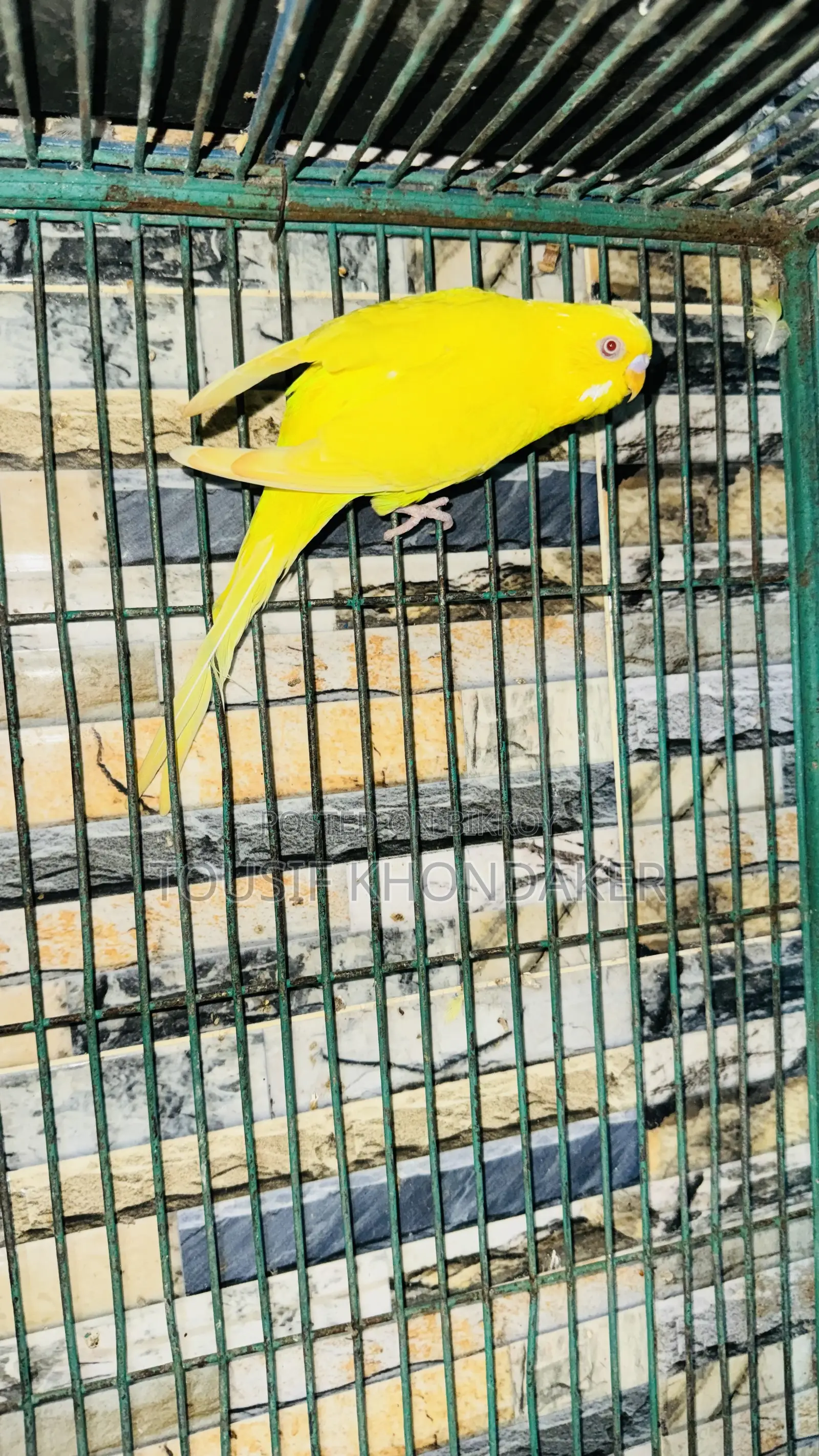 Lutino Mastar Pair