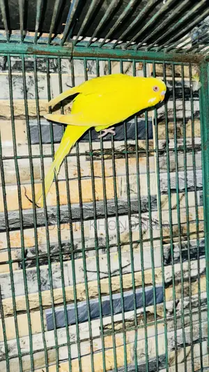 Lutino Mastar Pair