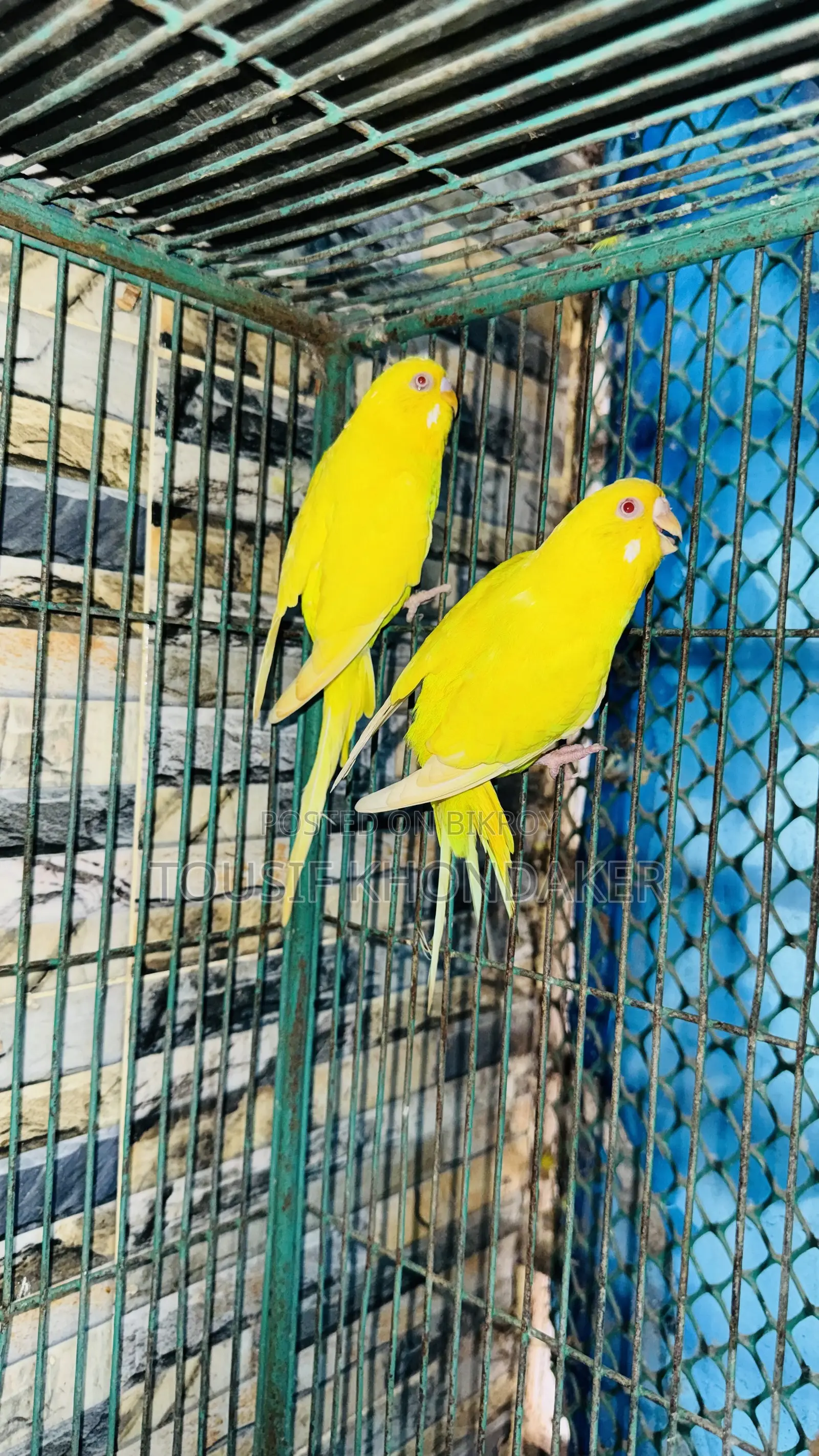 Lutino Mastar Pair