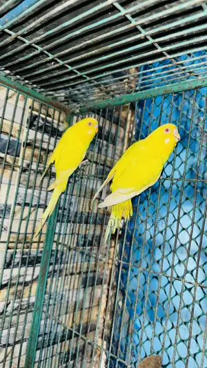 Lutino Mastar Pair