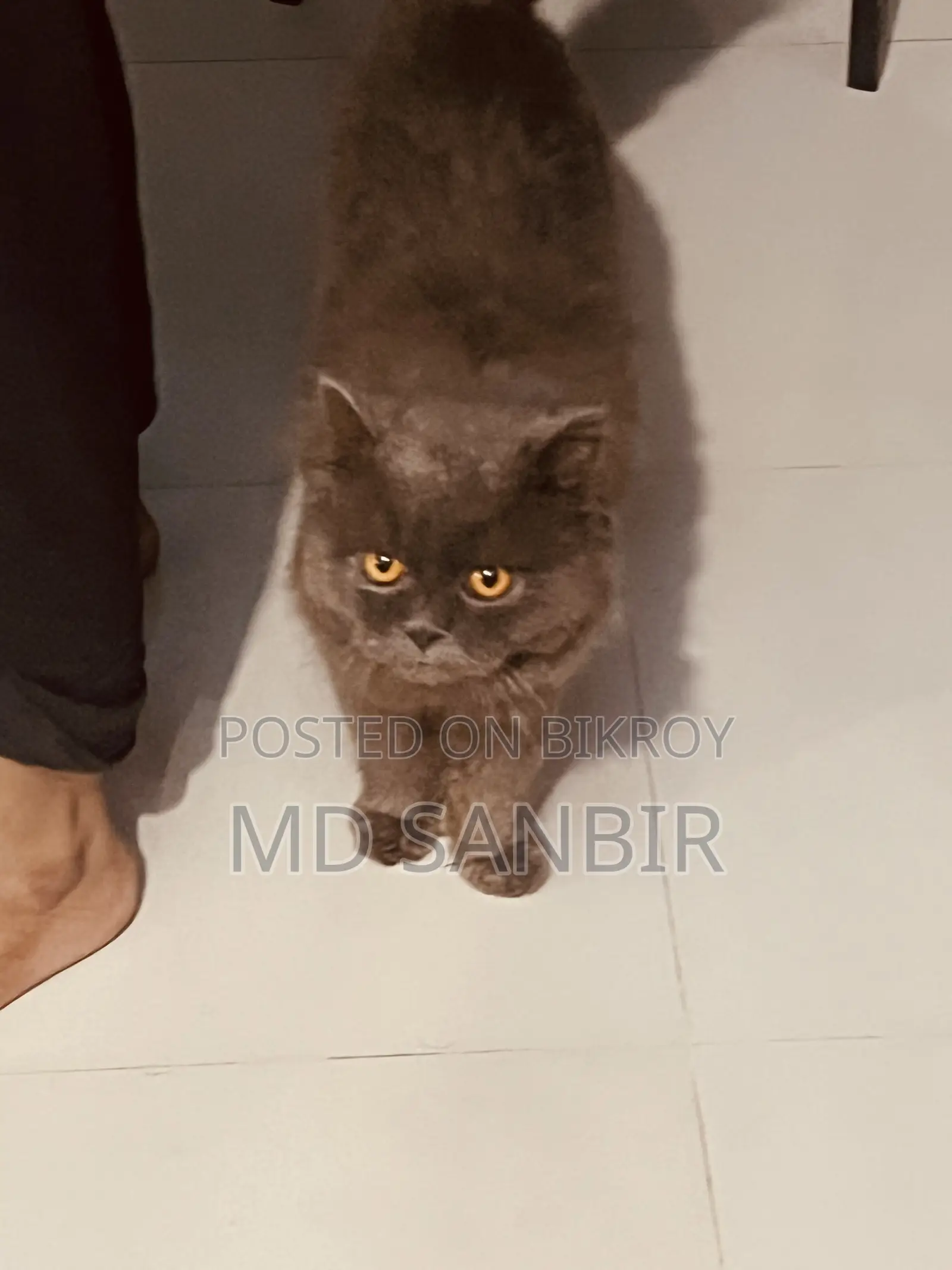 1+ year Male Mixed Breed Persian