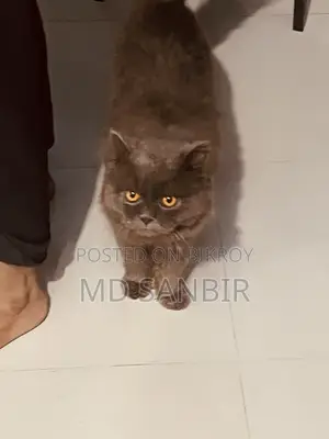 1+ year Male Mixed Breed Persian