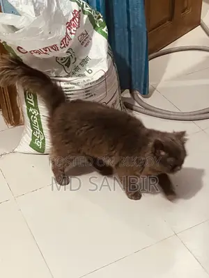 1+ year Male Mixed Breed Persian