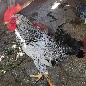 Rooster and Hen