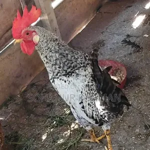 Rooster and Hen