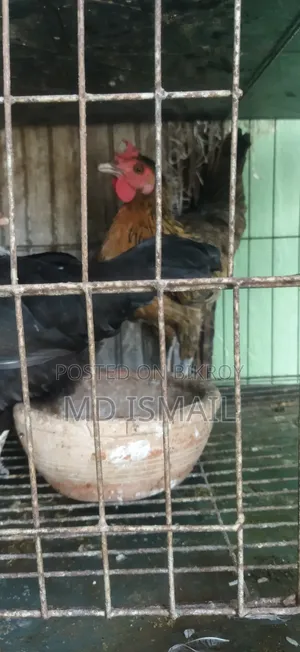 কিছু ডিম পাড়া মুরগি বিক্রি করা হবে