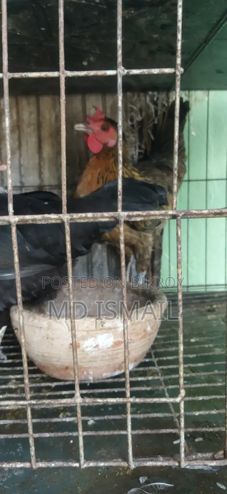 কিছু ডিম পাড়া মুরগি বিক্রি করা হবে