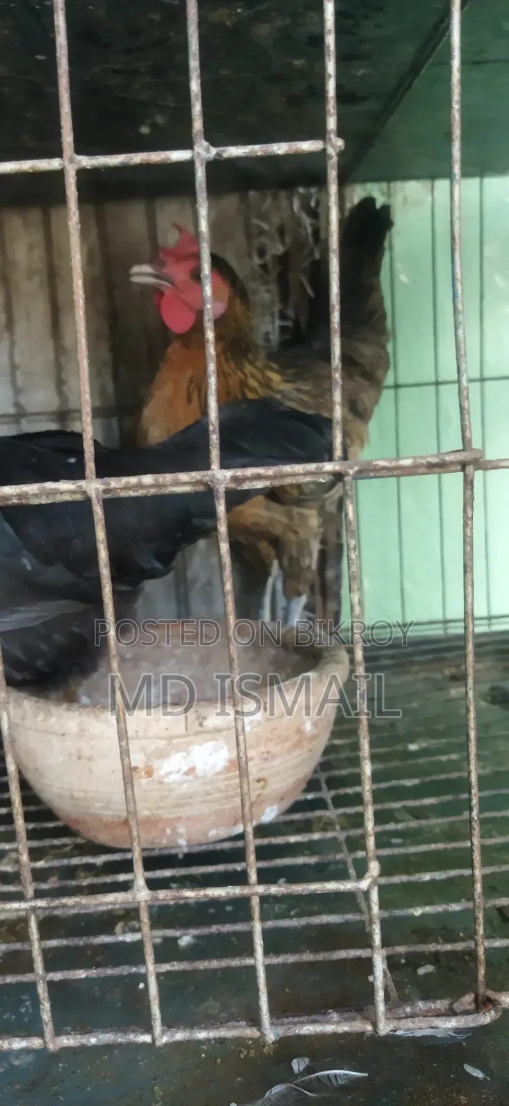 কিছু ডিম পাড়া মুরগি বিক্রি করা হবে