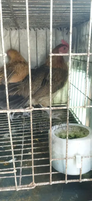 কিছু ডিম পাড়া মুরগি বিক্রি করা হবে