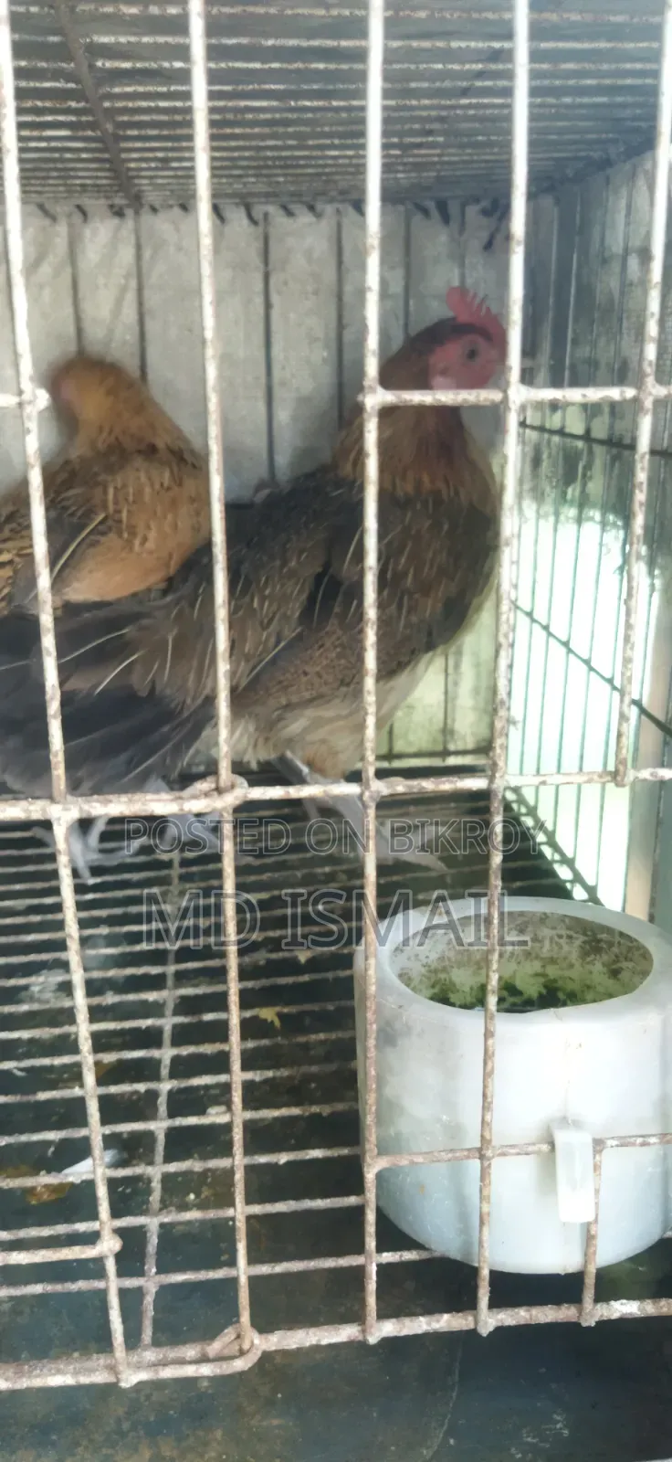 কিছু ডিম পাড়া মুরগি বিক্রি করা হবে