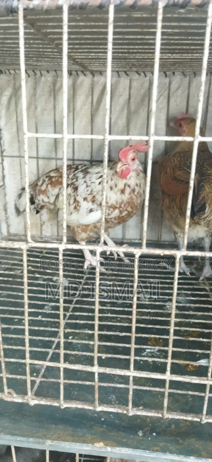 কিছু ডিম পাড়া মুরগি বিক্রি করা হবে