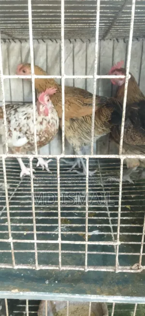 কিছু ডিম পাড়া মুরগি বিক্রি করা হবে
