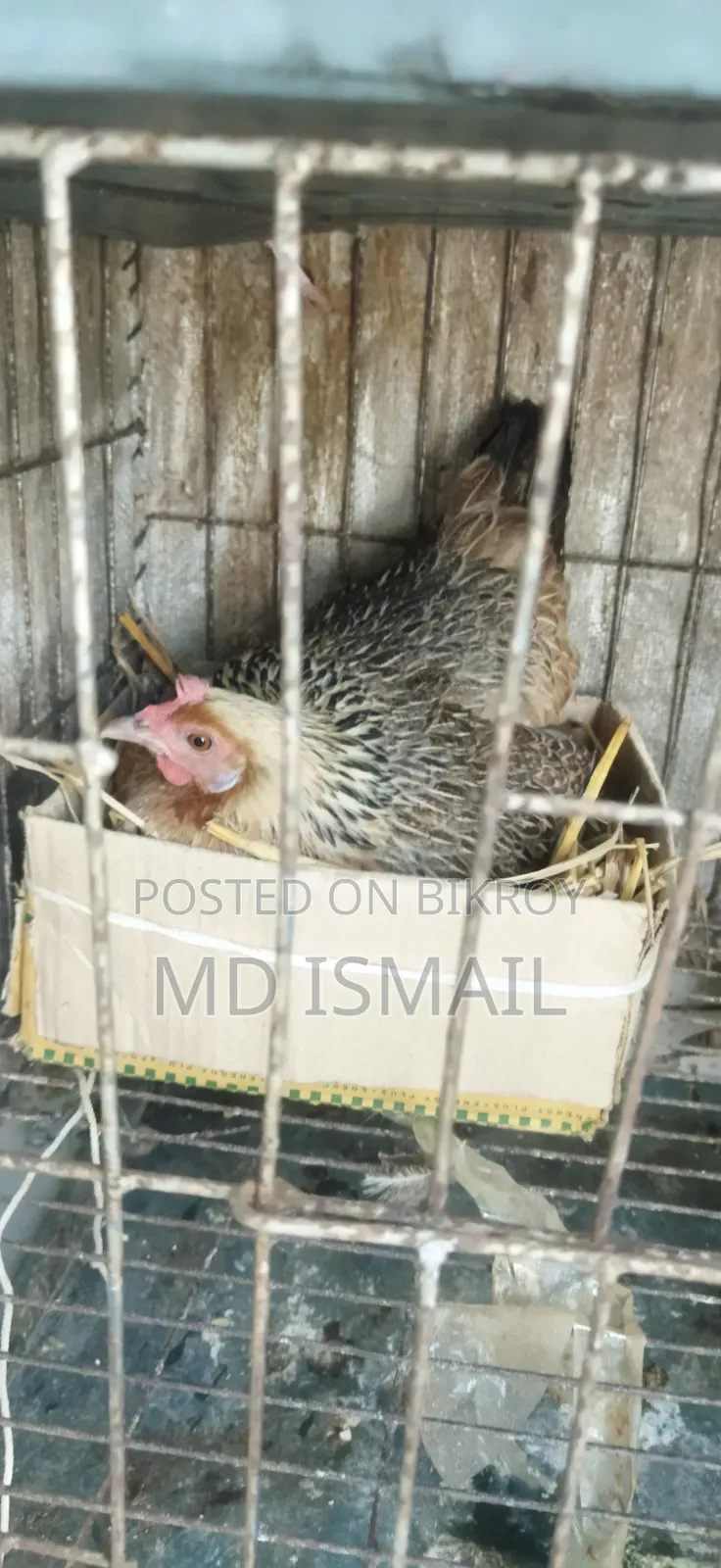 কিছু ডিম পাড়া মুরগি বিক্রি করা হবে