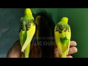 পাইট বাজিগর জোরা