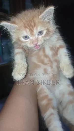 1-3 Months Female Purebred Persian