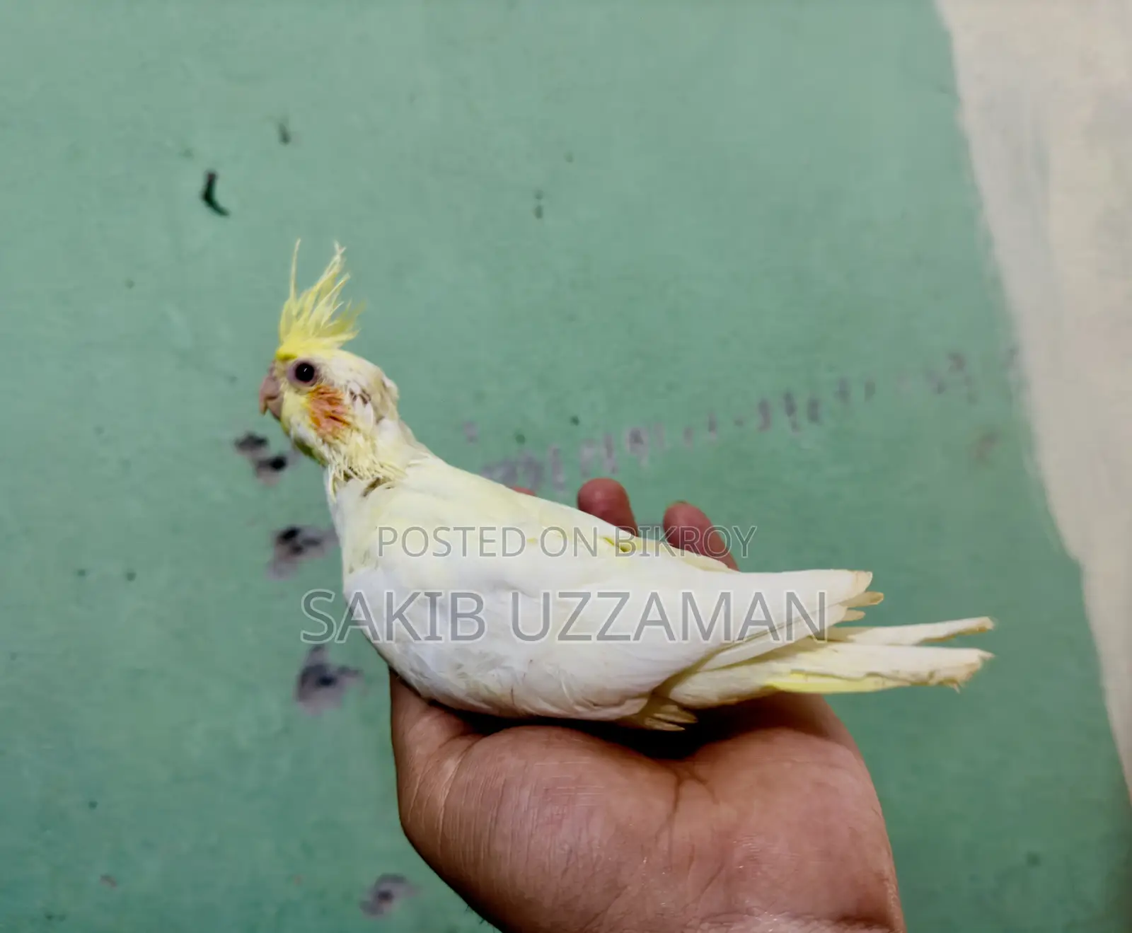 কারো লাগলে যোগাযোগ  করতে পারেন।  লুটিনো কোকাটেইল বাচ্চা