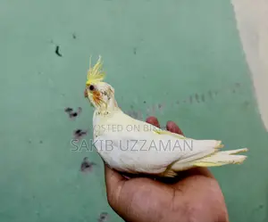 কারো লাগলে যোগাযোগ  করতে পারেন।  লুটিনো কোকাটেইল বাচ্চা