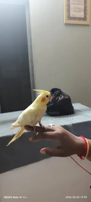 Cockatiel Bird