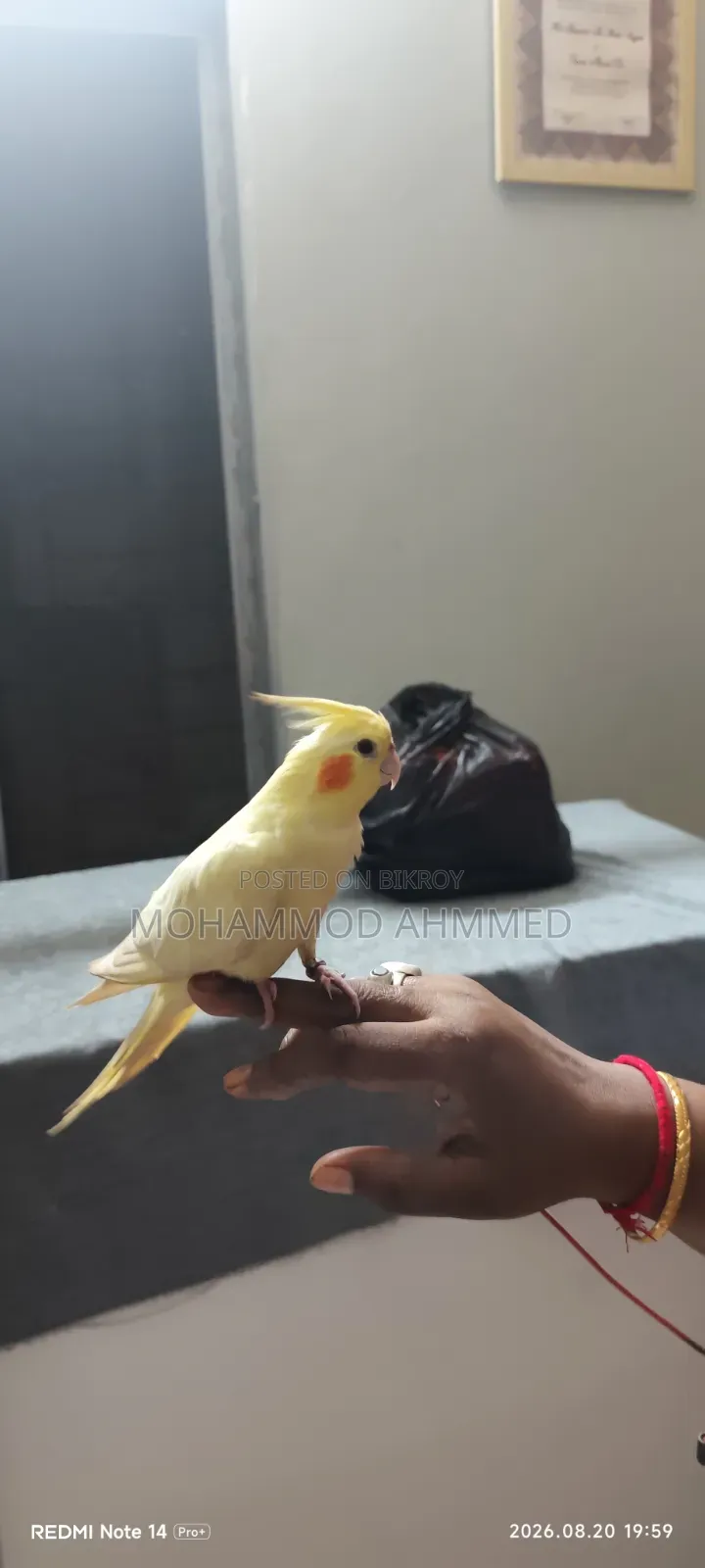 Cockatiel Bird
