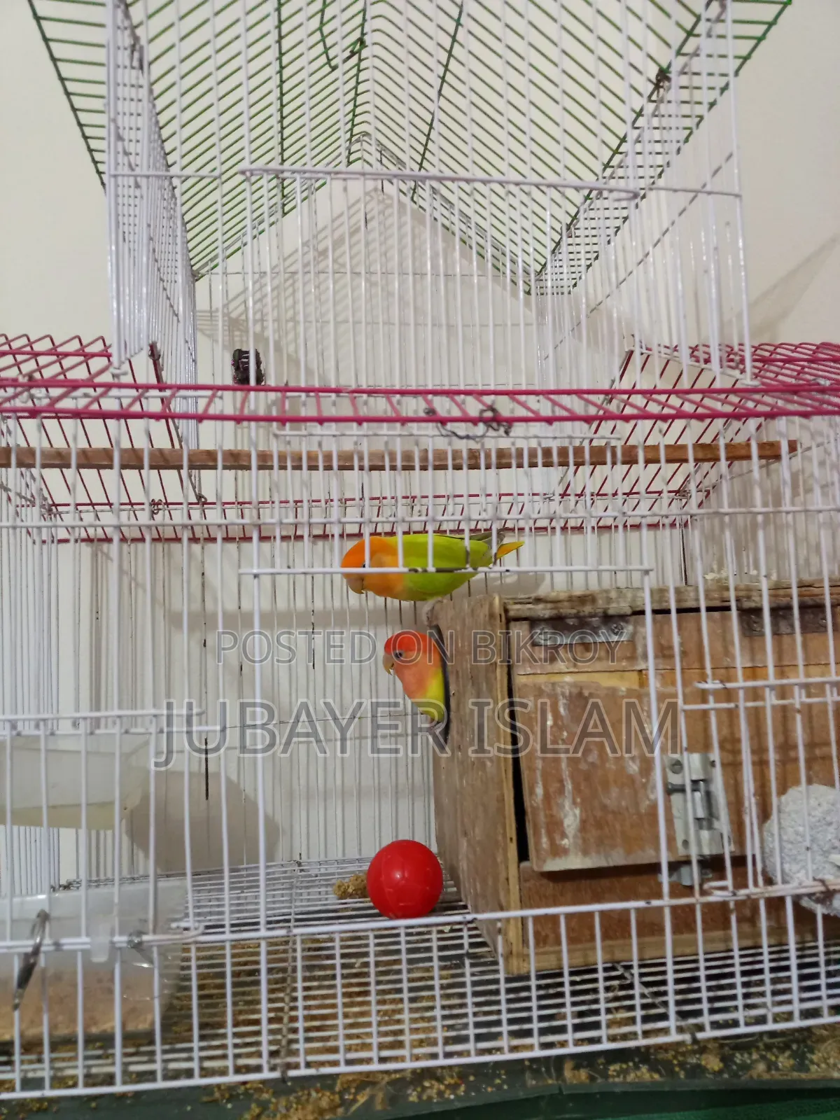 These lovebirds will be sold with cage and inner mineral block.