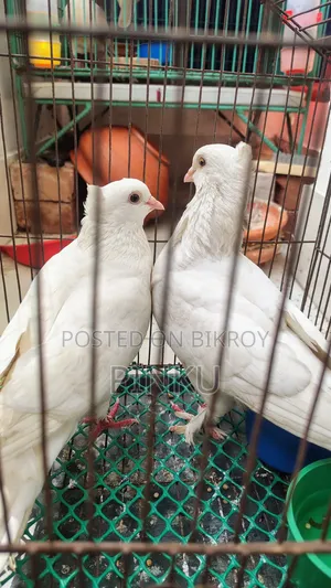 Kagzi Pigeon (Running with Eggs and Chicks)