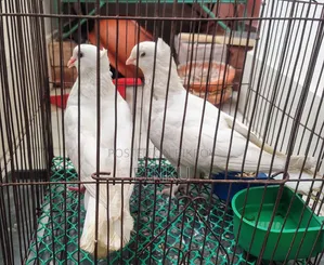 Kagzi Pigeon (Running with Eggs and Chicks)