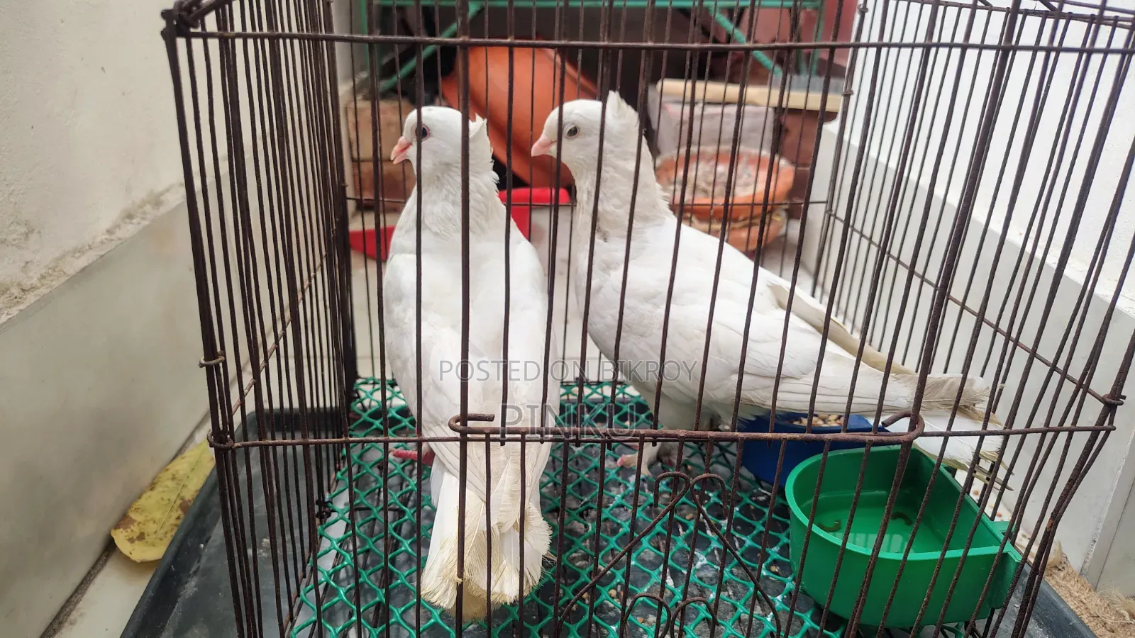 Kagzi Pigeon (Running with Eggs and Chicks)