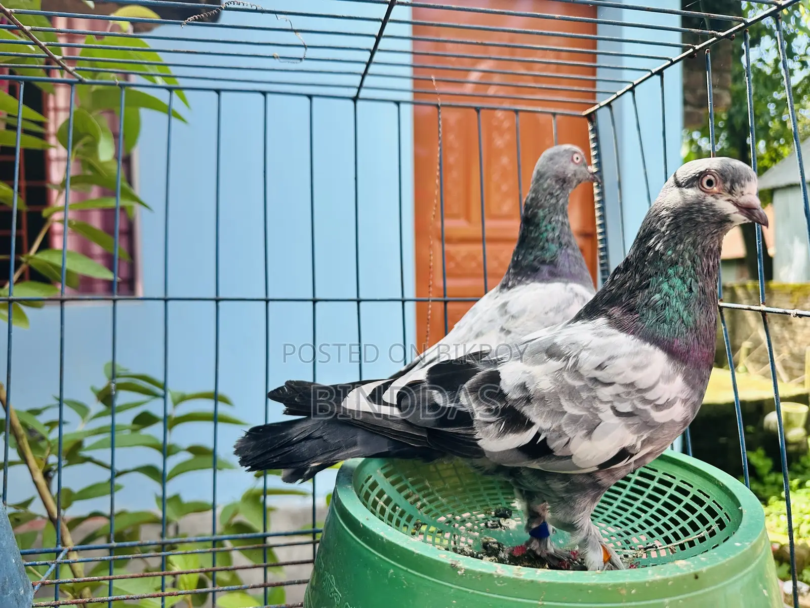 আমার আইটেম হচ্ছে একজোরা কবুতর